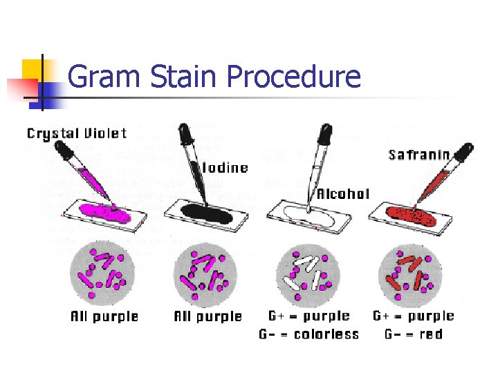 Gram Stain Procedure 