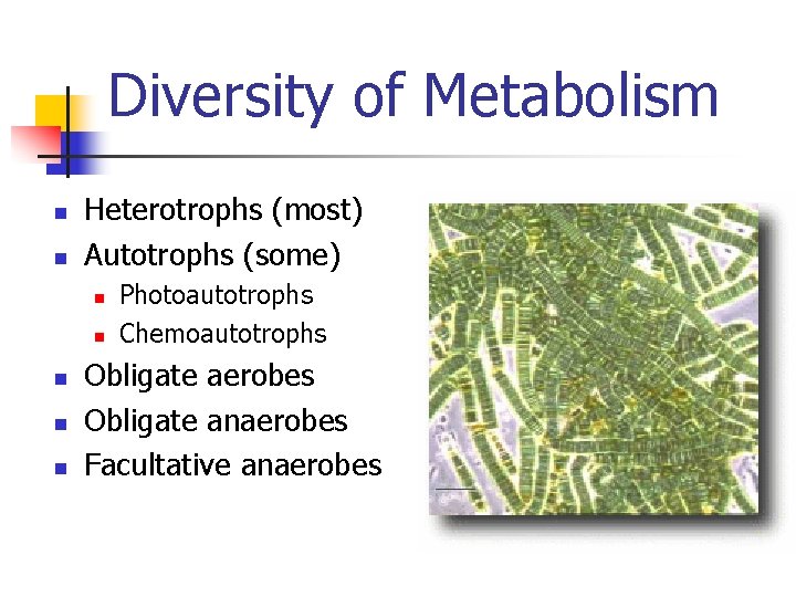 Diversity of Metabolism n n Heterotrophs (most) Autotrophs (some) n n n Photoautotrophs Chemoautotrophs