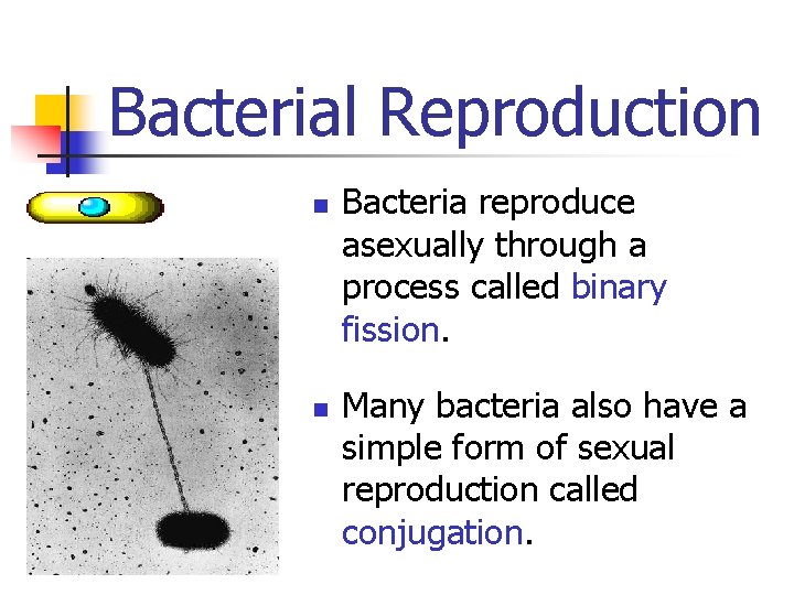 Bacterial Reproduction n n Bacteria reproduce asexually through a process called binary fission. Many