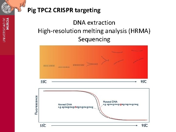 Pig TPC 2 CRISPR targeting DNA extraction High-resolution melting analysis (HRMA) Sequencing 