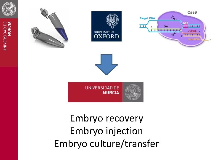 Embryo recovery Embryo injection Embryo culture/transfer 