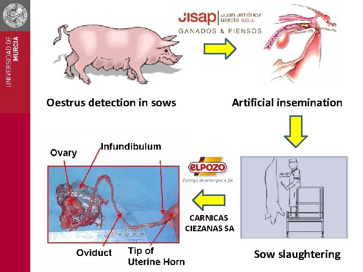 Oestrus detection in sows Artificial insemination CARNICAS CIEZANAS SA Sow slaughtering 