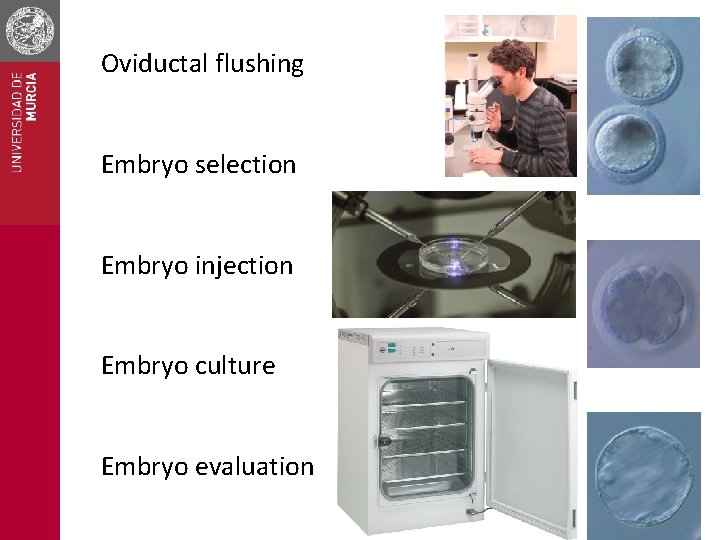 Oviductal flushing Embryo selection Embryo injection Embryo culture Embryo evaluation 