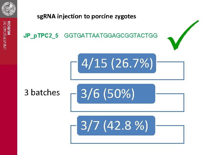 sg. RNA injection to porcine zygotes JP_p. TPC 2_5 GGTGATTAATGGAGCGGTACTGG 4/15 (26. 7%) 3