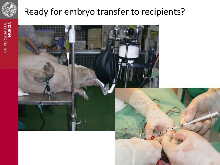 Ready for embryo transfer to recipients? 