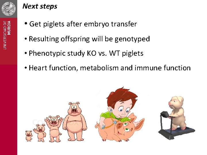 Next steps • Get piglets after embryo transfer • Resulting offspring will be genotyped