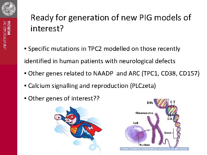 Ready for generation of new PIG models of interest? • Specific mutations in TPC