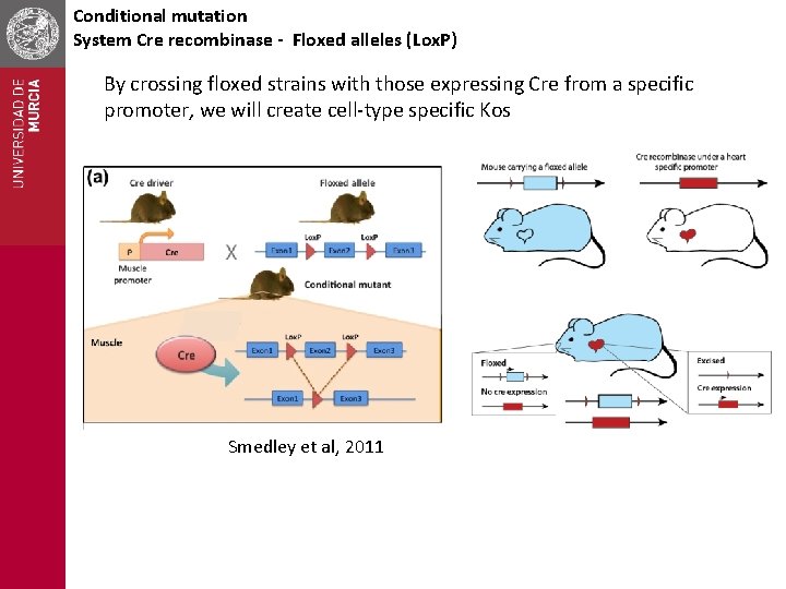 Conditional mutation System Cre recombinase - Floxed alleles (Lox. P) By crossing floxed strains