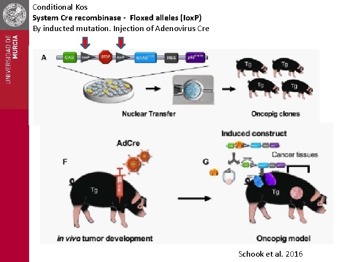 Conditional Kos System Cre recombinase - Floxed alleles (Iox. P) By inducted mutation. Injection