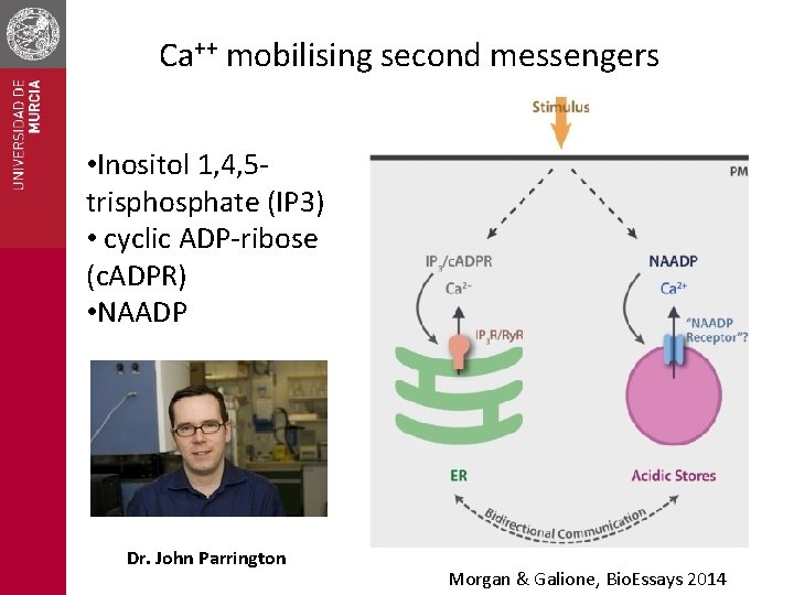 Ca++ mobilising second messengers • Inositol 1, 4, 5 trisphosphate (IP 3) • cyclic