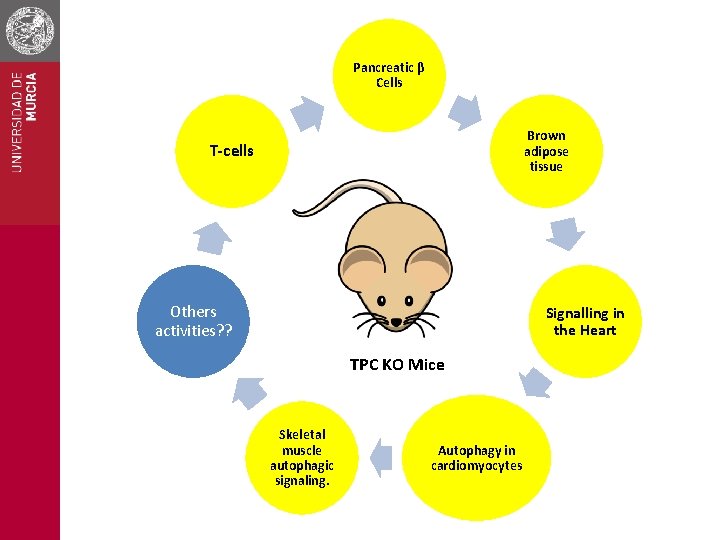 Pancreatic β Cells Brown adipose tissue T-cells Others activities? ? Signalling in the Heart