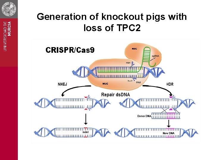 Generation of knockout pigs with loss of TPC 2 