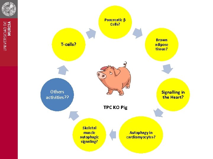 Pancreatic β Cells? Brown adipose tissue? T-cells? Others activities? ? Signalling in the Heart?