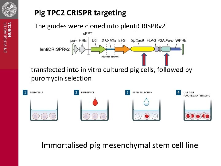 Pig TPC 2 CRISPR targeting The guides were cloned into plenti. CRISPRv 2 transfected