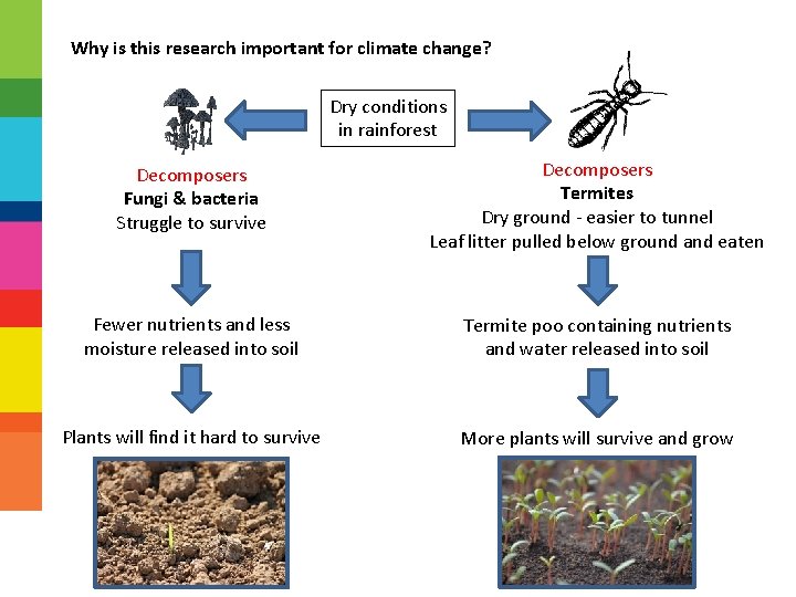 Why is this research important for climate change? Dry conditions in rainforest Decomposers Fungi