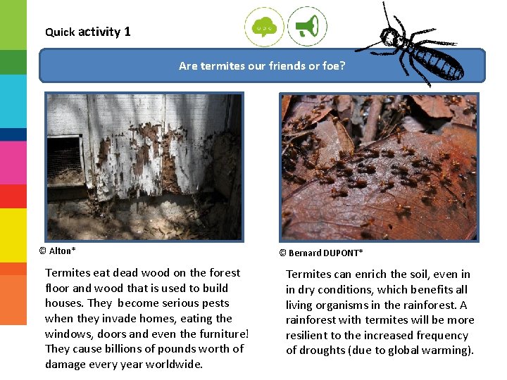 Quick activity 1 Are termites our friends or foe? © Alton* Termites eat dead