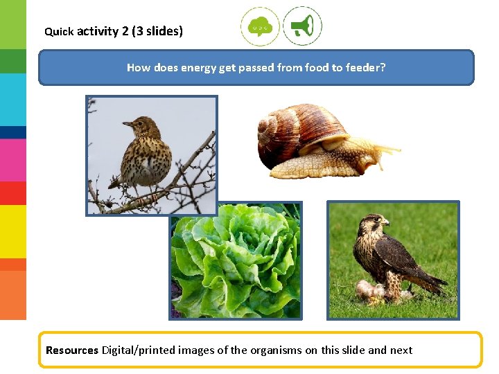 Quick activity 2 (3 slides) How does energy get passed from food to feeder?