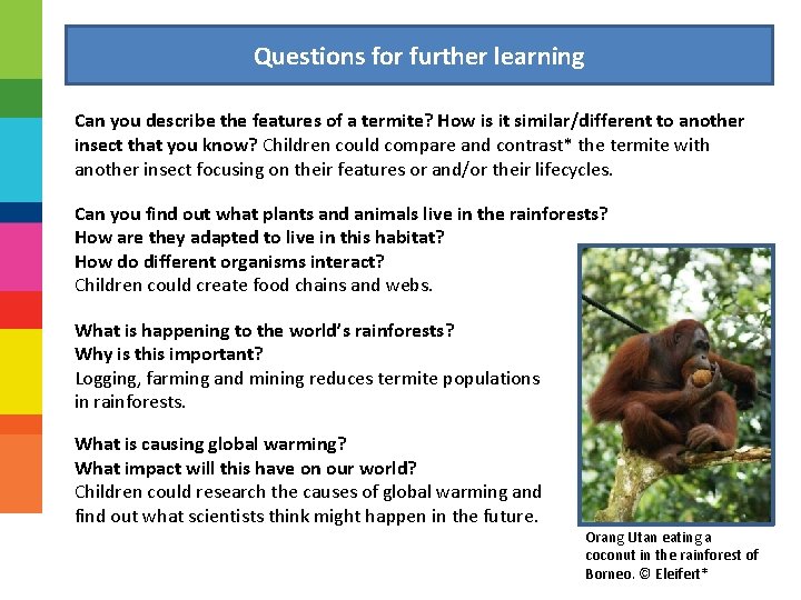 Questions for further learning Can you describe the features of a termite? How is