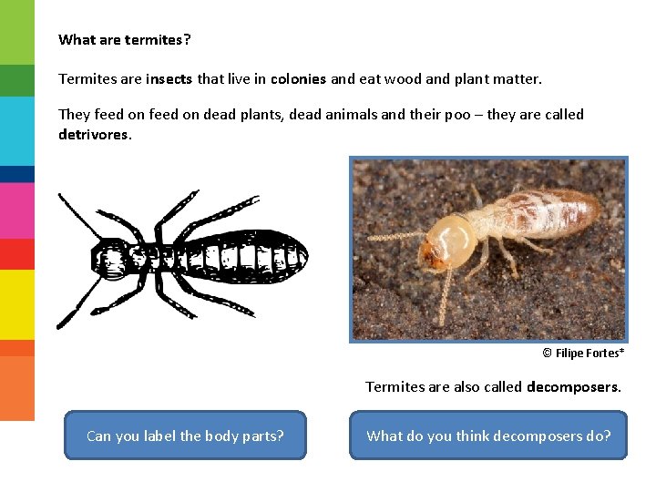 What are termites? Termites are insects that live in colonies and eat wood and