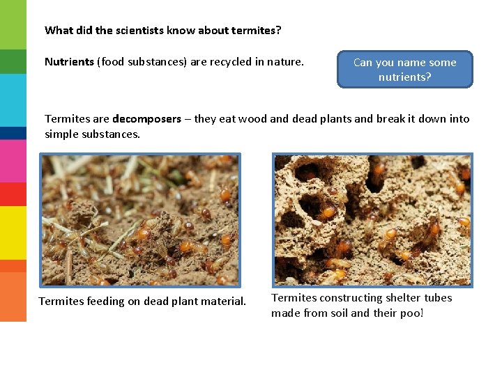 What did the scientists know about termites? Nutrients (food substances) are recycled in nature.