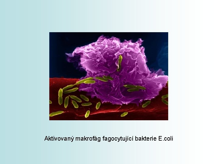 Aktivovaný makrofág fagocytující bakterie E. coli 