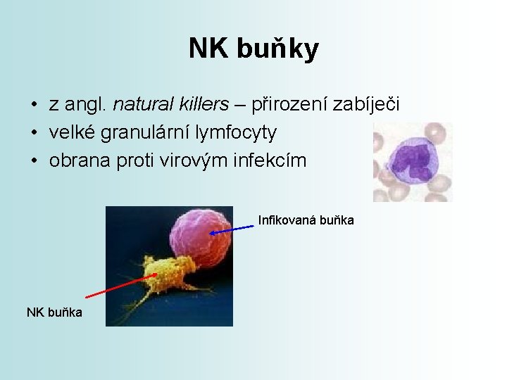 NK buňky • z angl. natural killers – přirození zabíječi • velké granulární lymfocyty