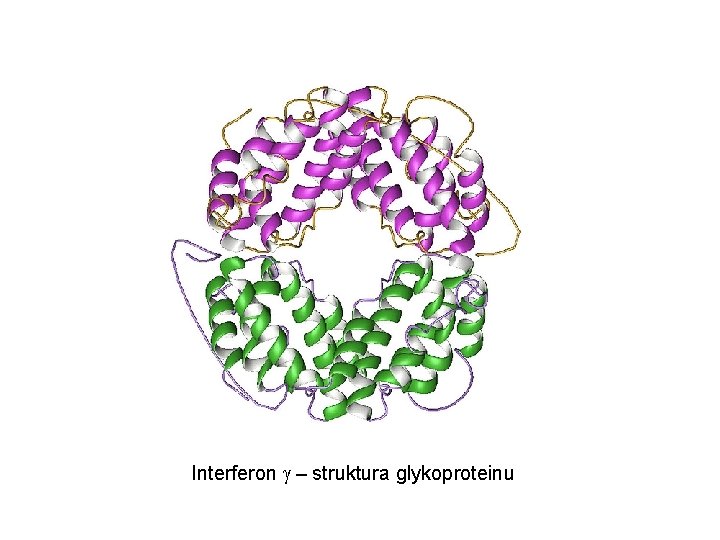 Interferon g – struktura glykoproteinu 