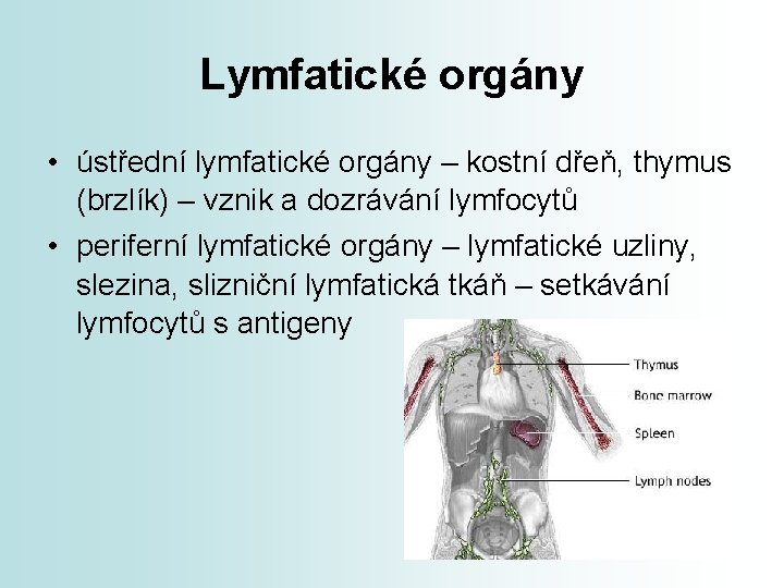 Lymfatické orgány • ústřední lymfatické orgány – kostní dřeň, thymus (brzlík) – vznik a