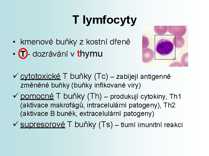 T lymfocyty • kmenové buňky z kostní dřeně • T - dozrávání v thymu