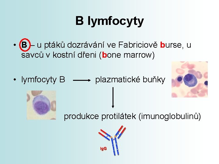 B lymfocyty • B – u ptáků dozrávání ve Fabriciově burse, u savců v