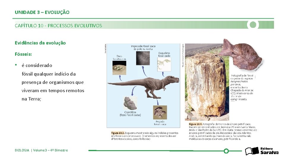 UNIDADE 3 – EVOLUÇÃO CAPÍTULO 10 - PROCESSOS EVOLUTIVOS Evidências da evolução Fósseis: •