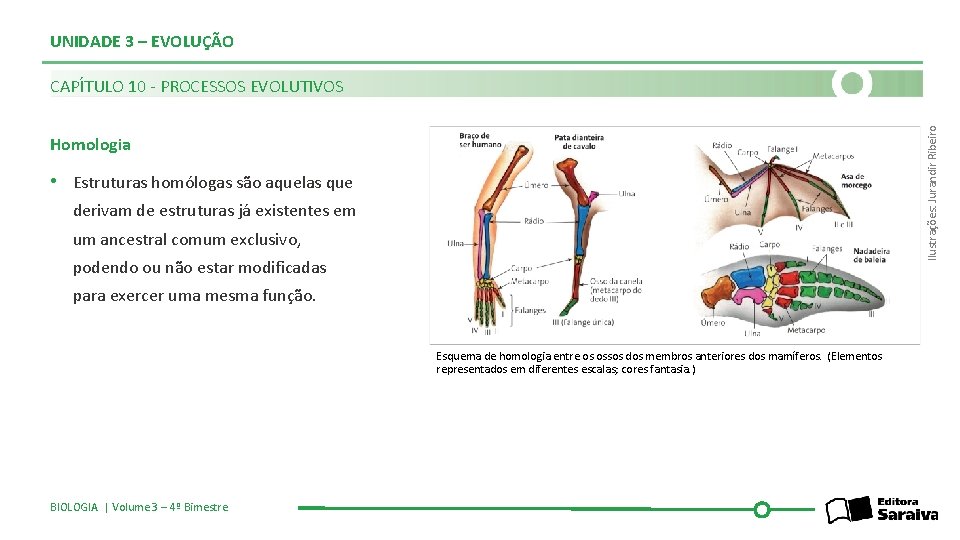 UNIDADE 3 – EVOLUÇÃO Ilustrações: Jurandir Ribeiro CAPÍTULO 10 - PROCESSOS EVOLUTIVOS Homologia •