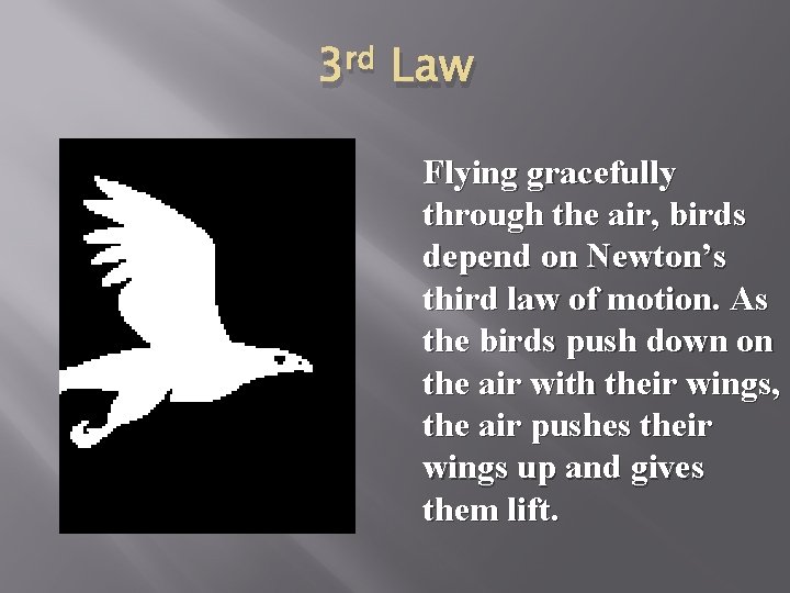 3 rd Law Flying gracefully through the air, birds depend on Newton’s third law
