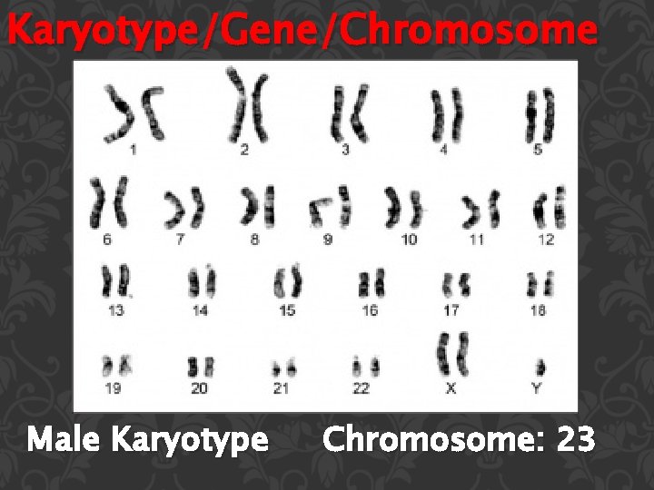 Karyotype/Gene/Chromosome Male Karyotype Chromosome: 23 