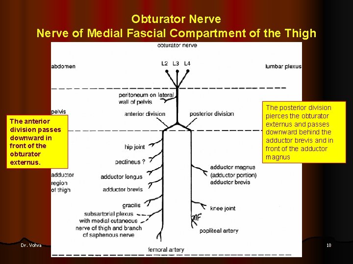Obturator Nerve of Medial Fascial Compartment of the Thigh The anterior division passes downward