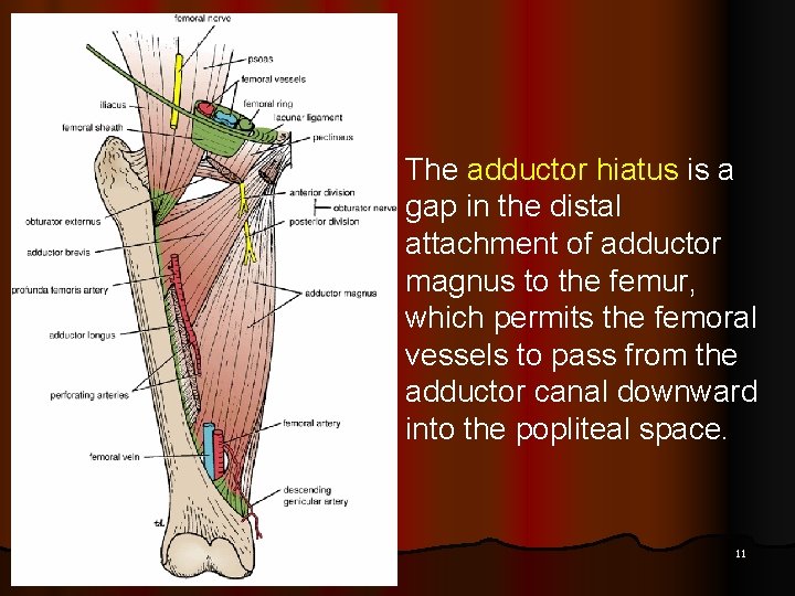 The adductor hiatus is a gap in the distal attachment of adductor magnus to