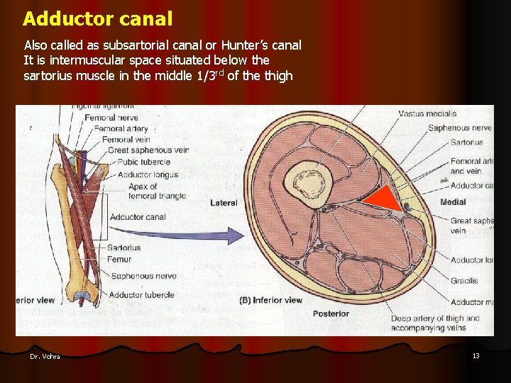 Adductor canal Also called as subsartorial canal or Hunter’s canal It is intermuscular space