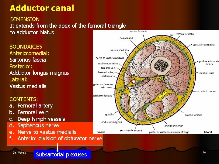 Adductor canal DIMENSION It extends from the apex of the femoral triangle to adductor
