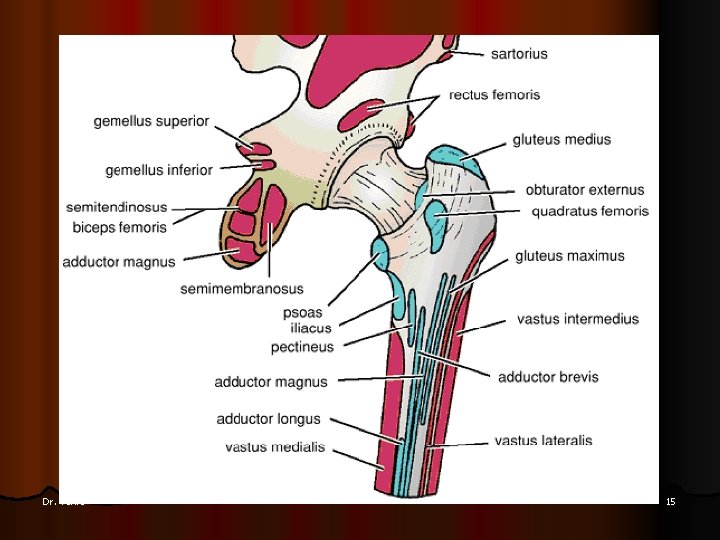 The posterior surface of shaft of the femur has a ridge, the linea aspera