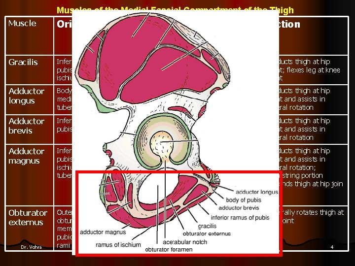 Muscles of the Medial Fascial Compartment of the Thigh Muscle Origin Insertion Gracilis Inferior
