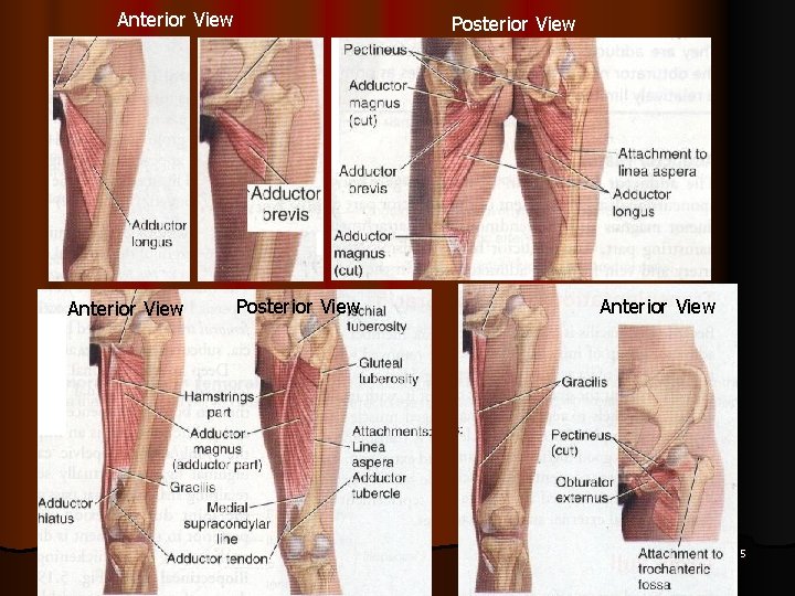 Anterior View Dr. Vohra Posterior View Anterior View 5 