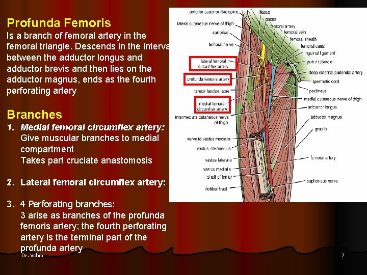Profunda Femoris Is a branch of femoral artery in the femoral triangle. Descends in