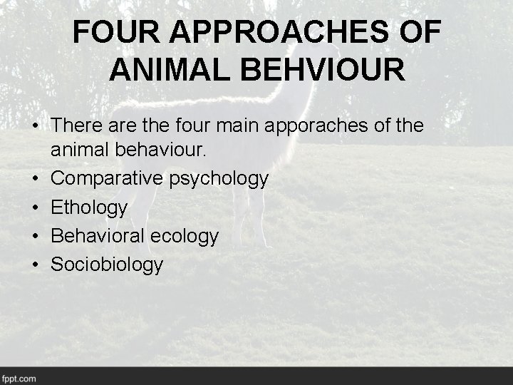FOUR APPROACHES OF ANIMAL BEHVIOUR • There are the four main apporaches of the