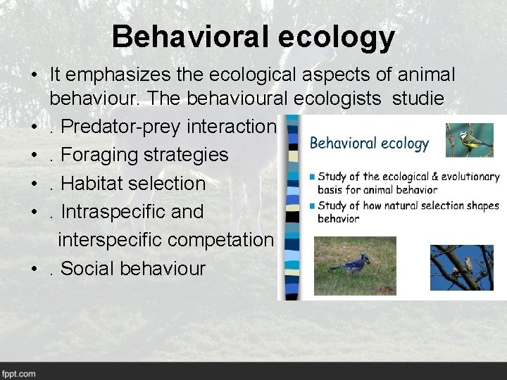 Behavioral ecology • It emphasizes the ecological aspects of animal behaviour. The behavioural ecologists