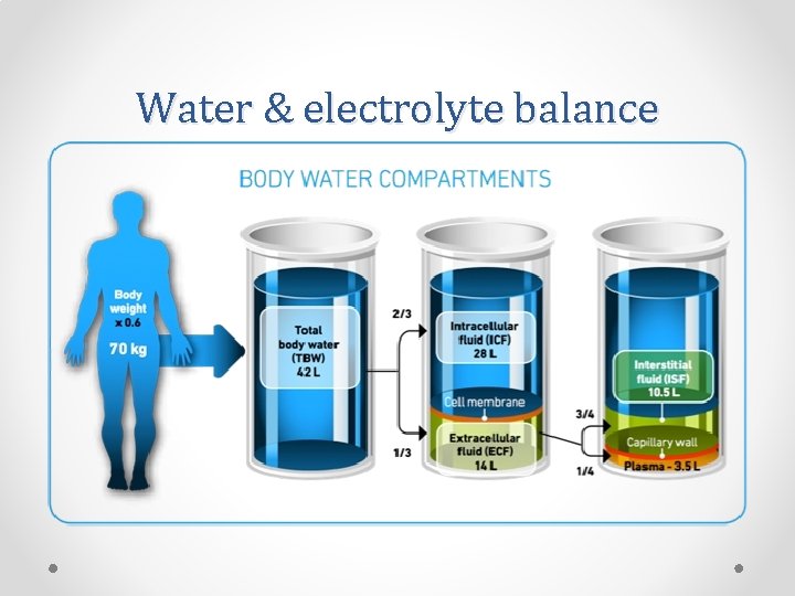 Water & electrolyte balance 