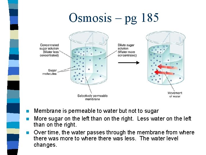 Osmosis – pg 185 Membrane is permeable to water but not to sugar n