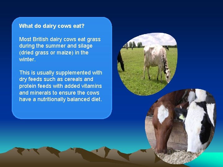 What do dairy cows eat? Most British dairy cows eat grass during the summer