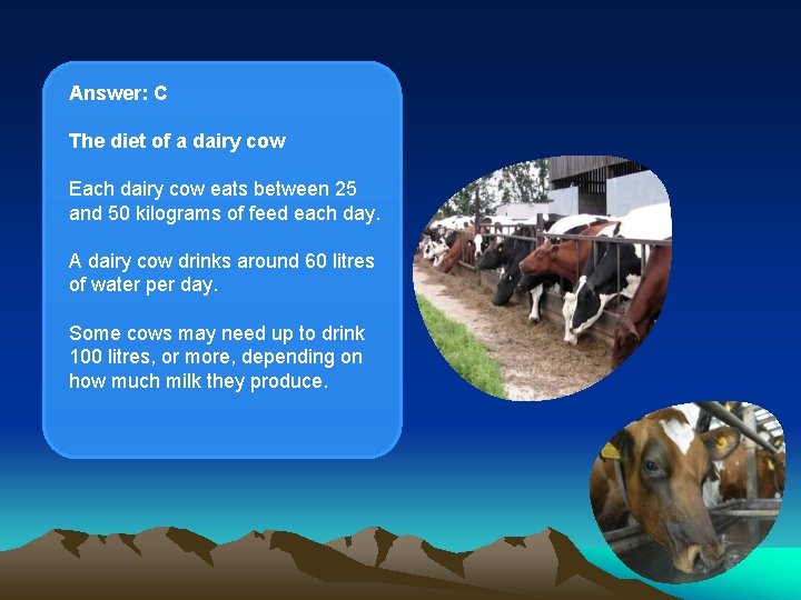 Answer: C The diet of a dairy cow Each dairy cow eats between 25