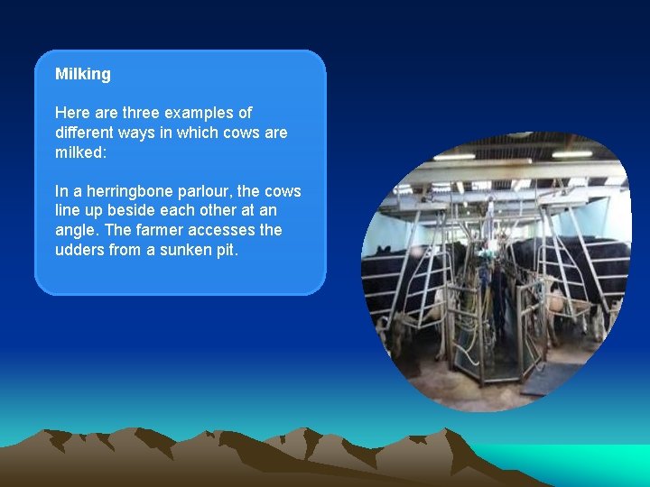 Milking Here are three examples of different ways in which cows are milked: In