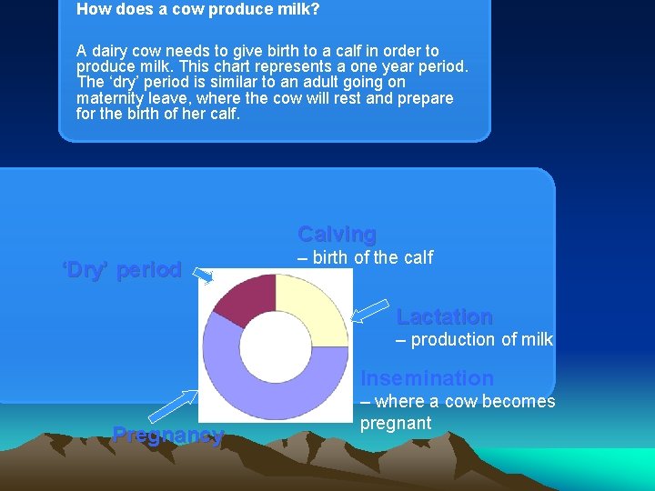 How does a cow produce milk? A dairy cow needs to give birth to